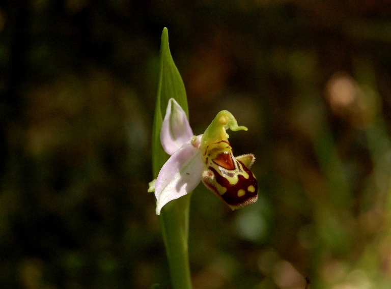 A caccia di orchidee tra i boschi dell''Appennino laziale